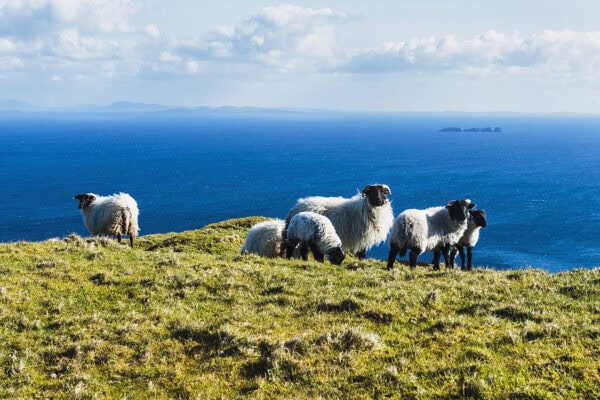 Sheep