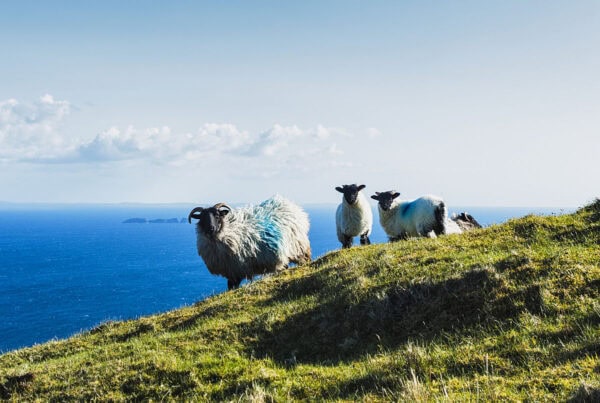 Sheep