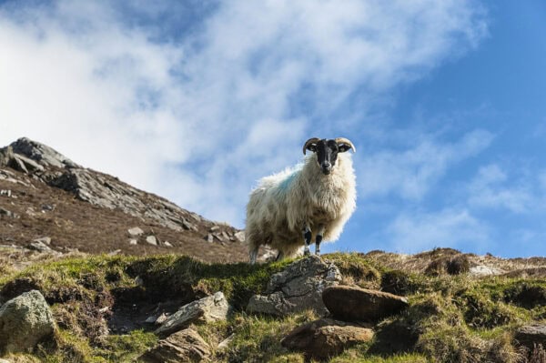 Sheep