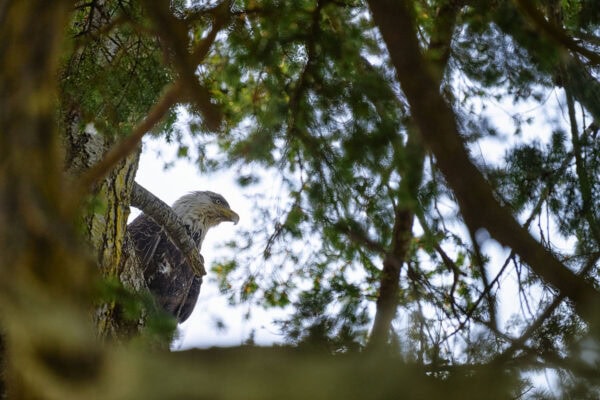 Bald eagle