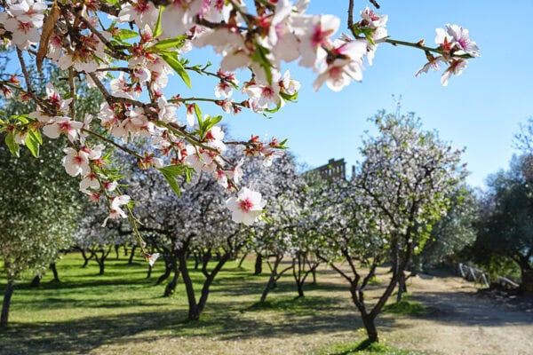 Almond Blossom