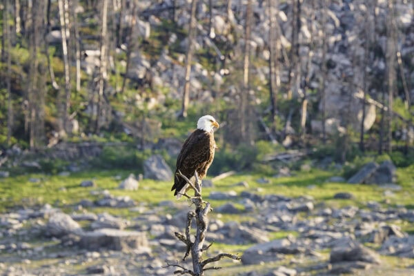 Bald eagle