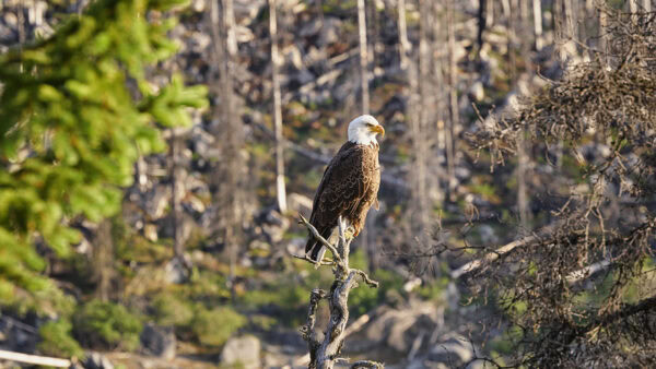Bald Eagle