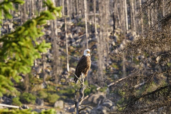 Bald eagle