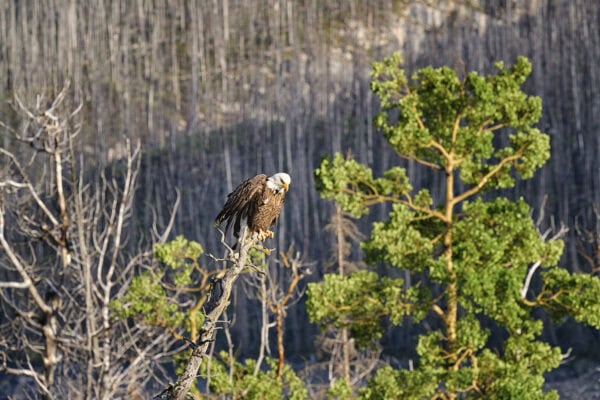 Bald eagle