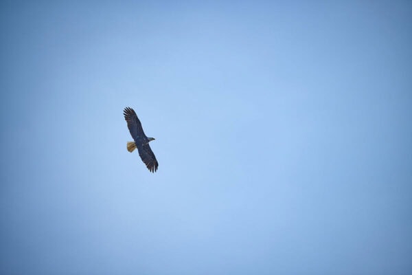 Bald eagle