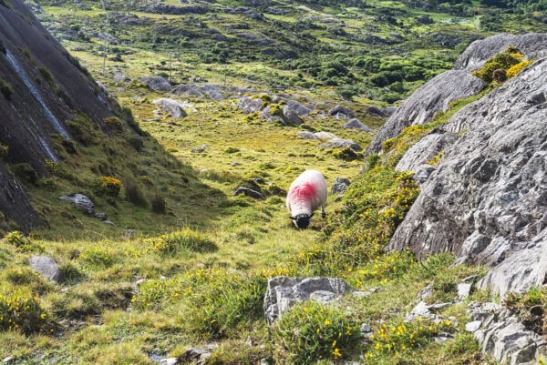 Beara Way