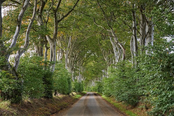 Beech Alley