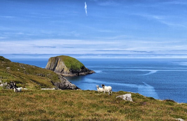 Bird Island
