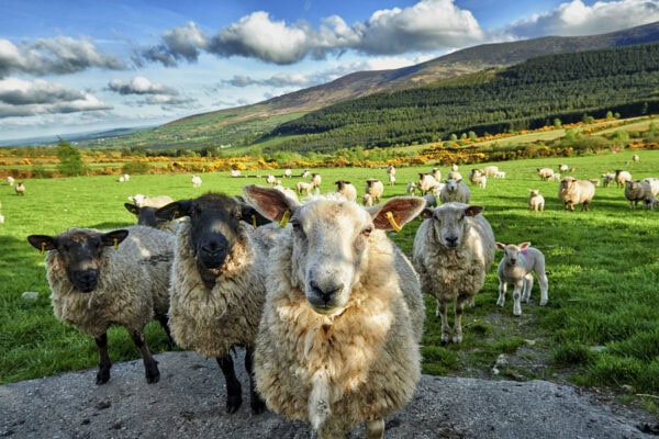 Blackstairs Mountains