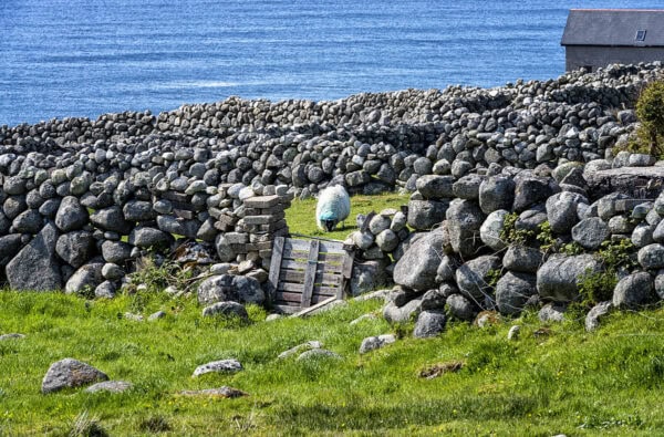 Bloody Foreland