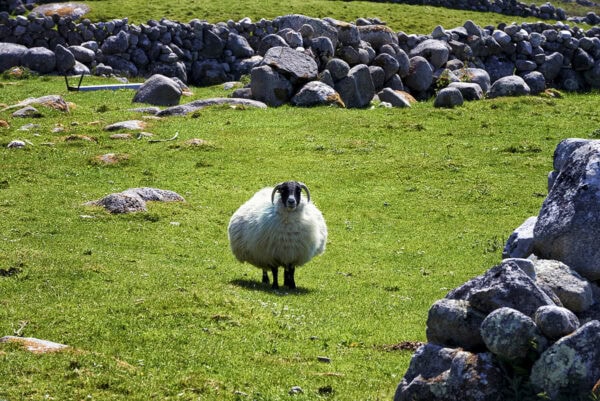 Sheep