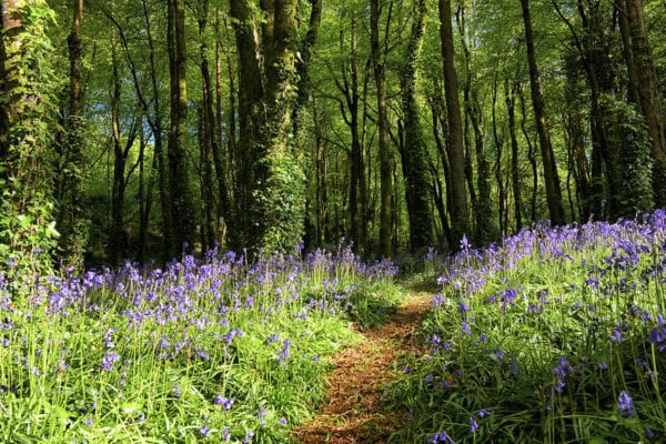 Bluebells
