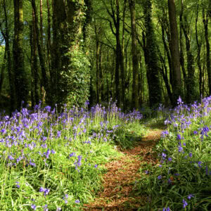 Bluebells