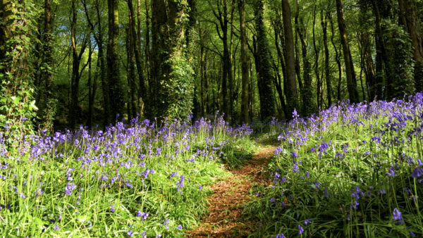 Bluebells