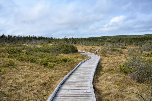 Bog Trailhead