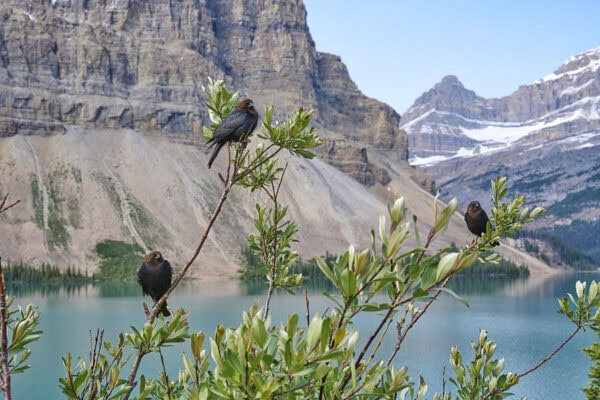 Bow Lake