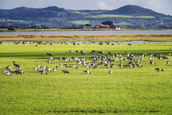 Brant Geese Portmarnock