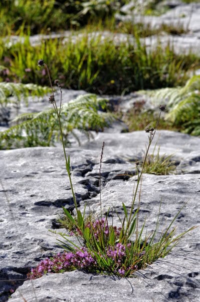 Burren