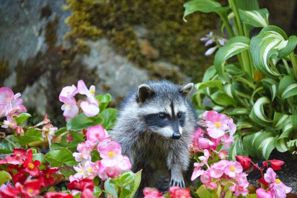 Raccoons