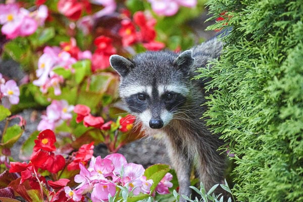 Raccoons