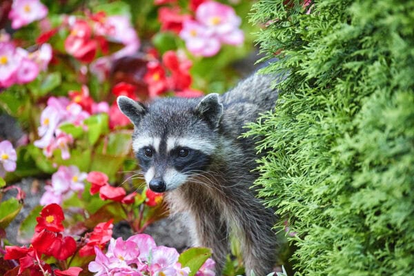 Raccoons
