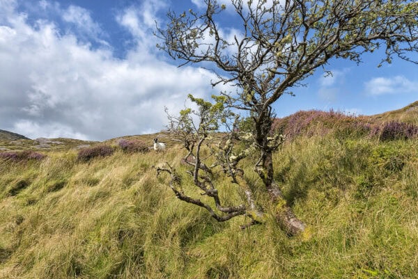 Caha Pass