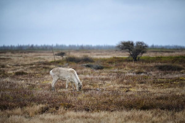 Caribou