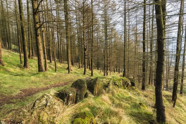 Carlingford Forest Park