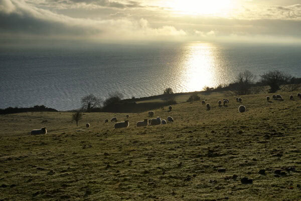 Carlingford Lough