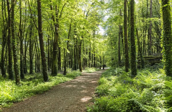 Castlefreke Woods