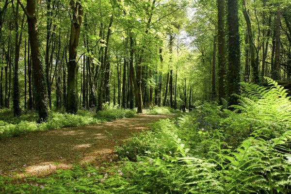 Castlefreke Woods