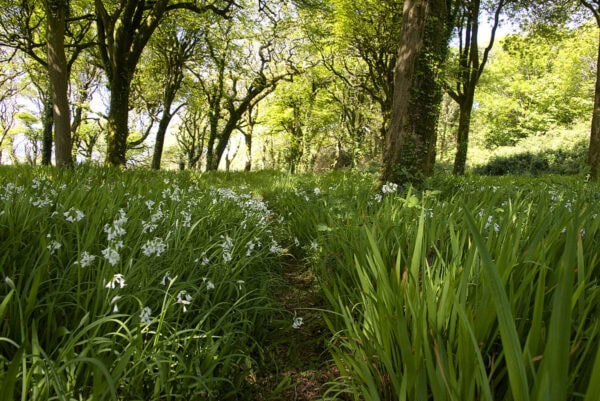 Castlefreke Woods