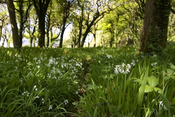 Castlefreke Woods