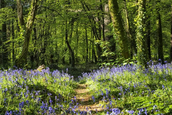 Castlefreke Woods Bluebells