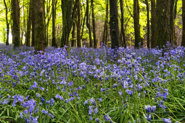 Castlefreke Woods Bluebells