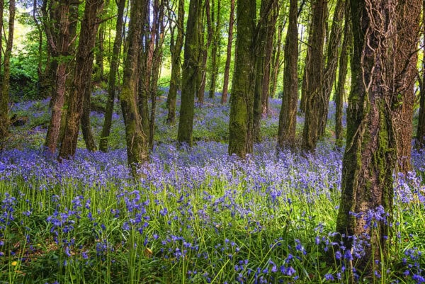 Castlefreke Woods Bluebells