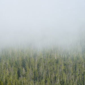 Clayoquot Sound Fog