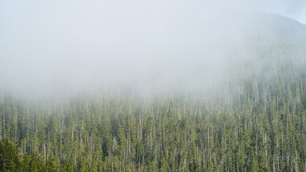 Clayoquot Sound Fog