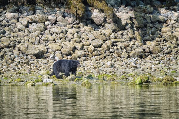 Black Bear