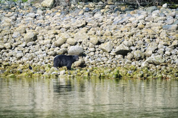 Black Bear