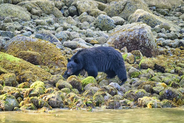 Black Bear