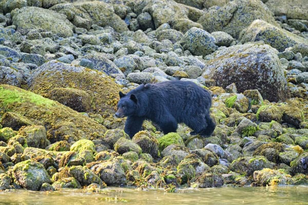 Black Bear