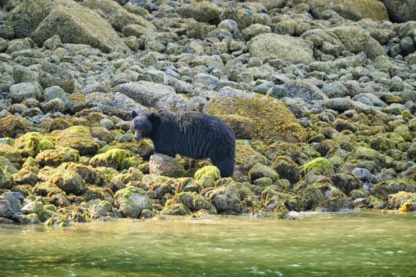 Black Bear