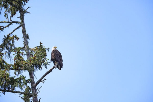 Bald eagle
