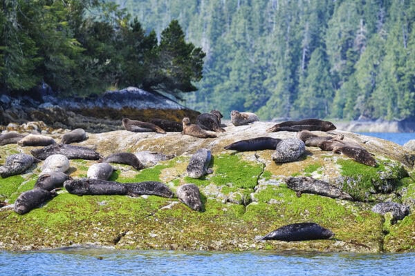Seals