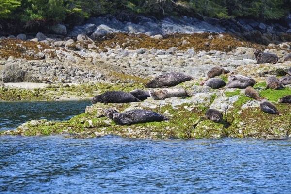 Seals