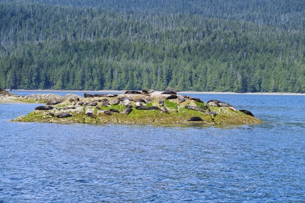 Seals