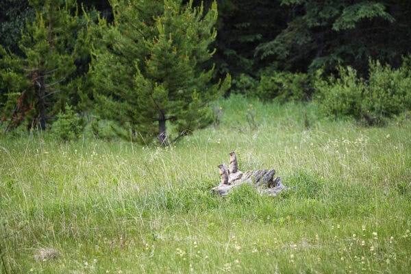 Columbian ground squirrel