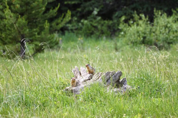 Columbian ground squirrel